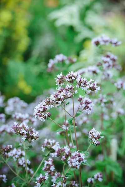 Orégano Fresco Origanum Vulgare Botões Flores Plantas Close Folhas Verdes — Fotografia de Stock