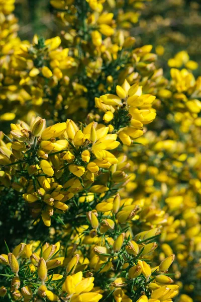 Flores Amarelas Ramos Espinhosos Verdes Ulex Europaeus Gorse Gorse Comum — Fotografia de Stock