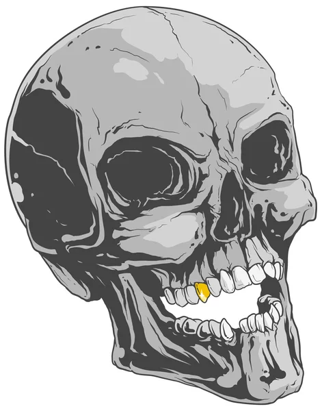 Crânio humano com dente de ouro —  Vetores de Stock
