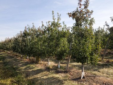 Meyveli elma bahçesi ağaçları