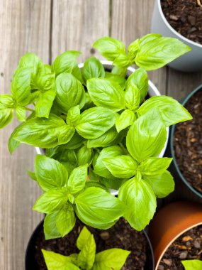 Bahçe kabında yetişen fesleğen