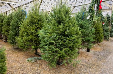 Noel ağacı çiftliği, çam ağaçları.