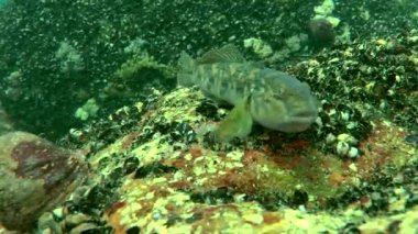Deniz balık yuvarlak kaya balığı (Neogobius melanostomus).