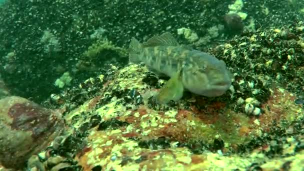 Peixe marinho Round goby (Neogobius melanostomus ). — Vídeo de Stock