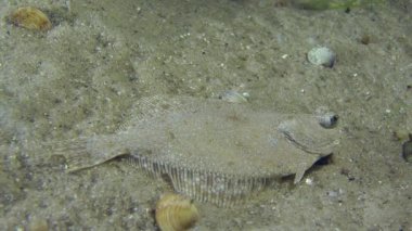 Avrupa dil balığı balık