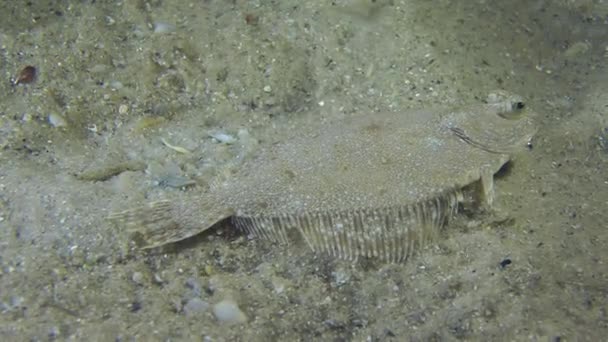 European flounder fish — Stock Video