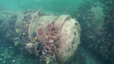 Torpido tüpü batık savaş gemisi üzerinde.