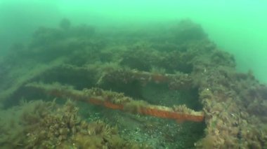 Yüzme batık gemi üzerinde