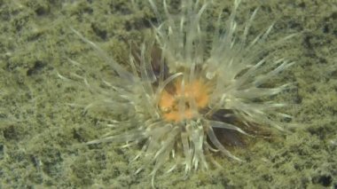 Deniz anemone çamurlu alt.