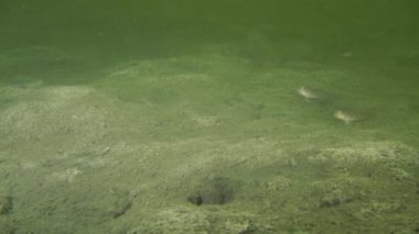 Birçok gobies çamurlu alt.