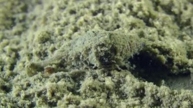 Gastropod kazandı köpek salyangozu (Nassarius reticulatus).