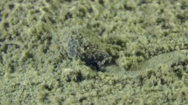 Gastropod kazandı köpek salyangozu (Nassarius reticulatus).