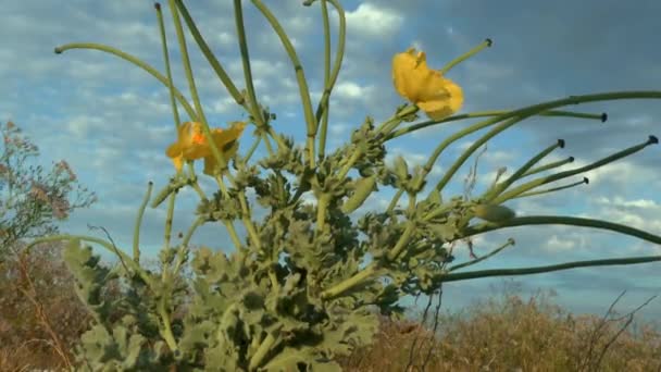 Yellow poppy rogaty — Wideo stockowe