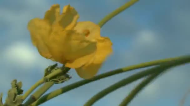 Sárga szarvas mák — Stock videók
