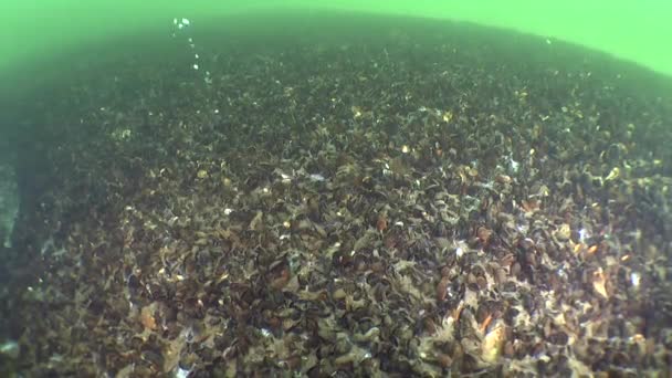 Een grote afwikkeling van mosselen op de zeebodem. — Stockvideo