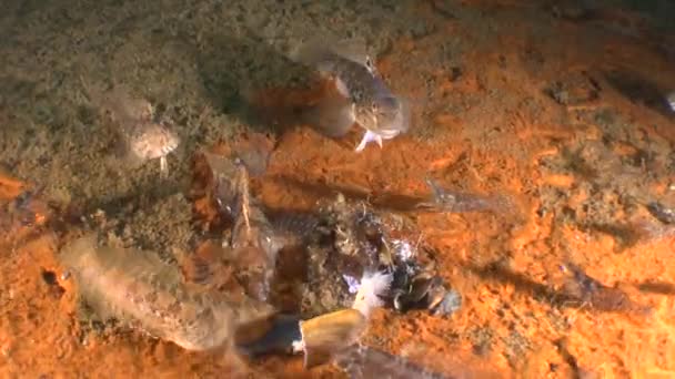 Fisch und Garnelen auf dem Deck des gesunkenen Schiffes. — Stockvideo