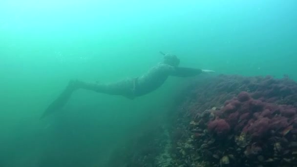 Freediver en monofín nada sobre los restos del naufragio . — Vídeos de Stock