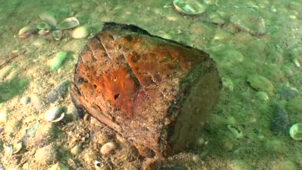 難破船で第二次世界大戦から手榴弾. — ストック動画