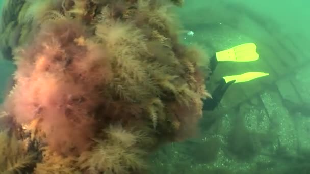 Водолаз, плывущий над затонувшим кораблем — стоковое видео