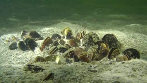 Colony of mussels on the muddy bottom. — Stock Video