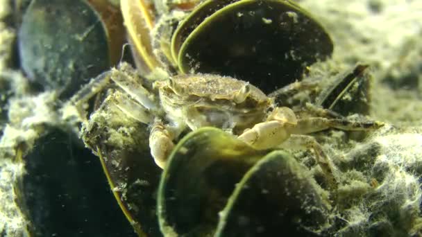 Crab among mussels on the muddy bottom. — Stock Video