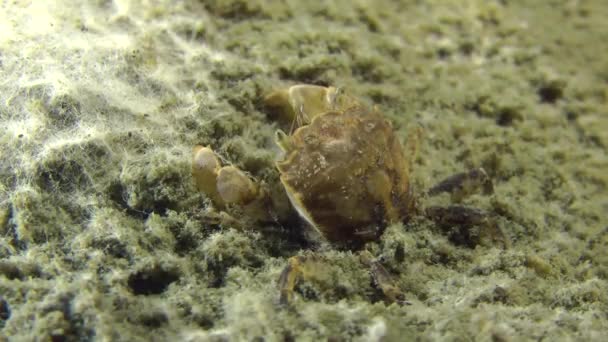 Grapsoid Crab arrastrándose sobre fondo fangoso . — Vídeos de Stock