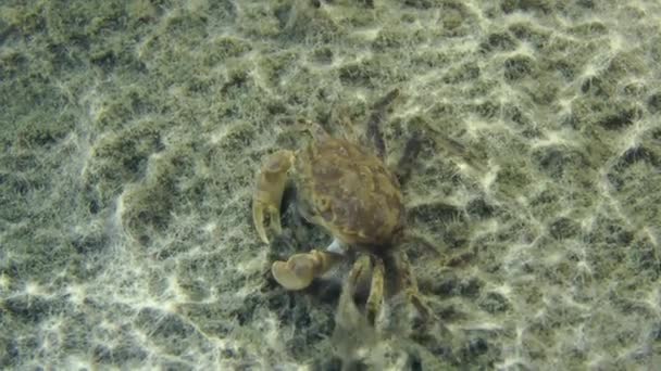 Grapsoid Crab arrastrándose sobre fondo fangoso . — Vídeos de Stock