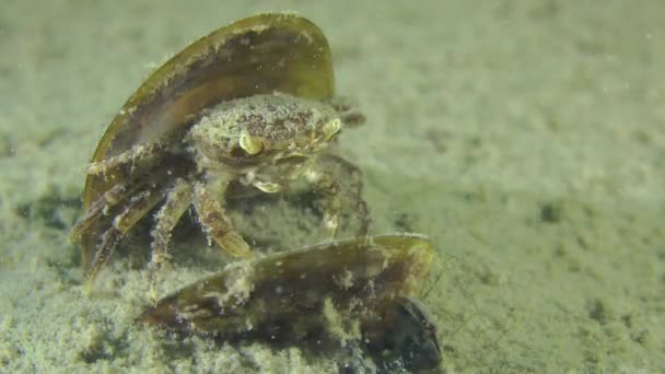 Grapsoid kraba w pustą skorupą małży. — Wideo stockowe