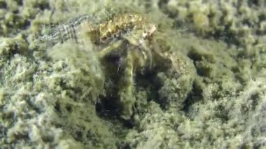 Küçük Yalnızcıl Yengeç (Diyojen pugilator).