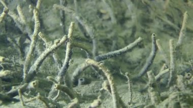 Polychaeta (Melinna palmata tüpler).