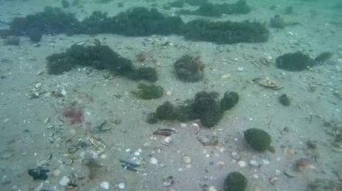 Topları yeşil algler Cladophora oluşumu.
