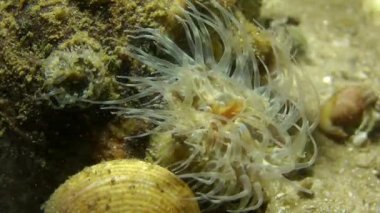 Dalga hareketi tarafından deniz anemone tentacles dalgalanma.