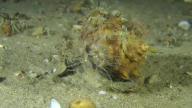 Birkaç deniz anemon damarlı Rapa salyangozu kabuk.
