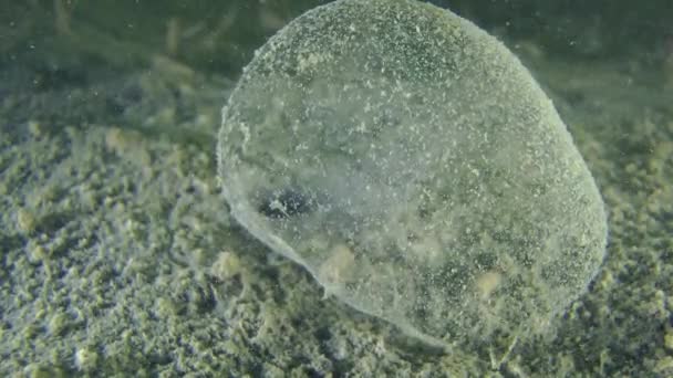 Deniz halkalı solucanları kum kurdu yumurtlama koza. — Stok video