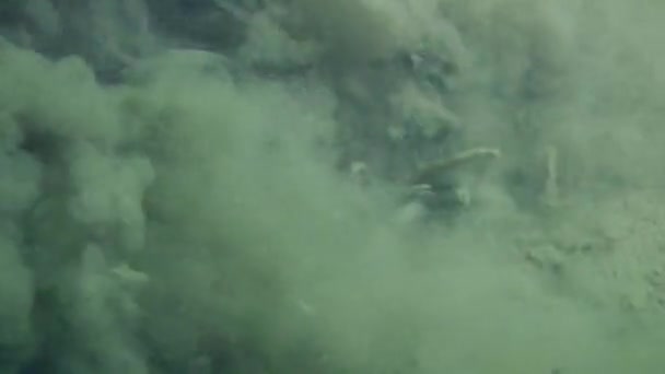 Tubes de Polychaeta (Melinna palmata ).