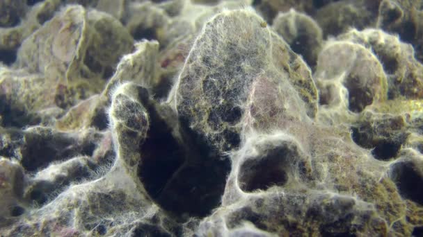 Mussel location overgrown with fungus hyphae — Stock Video