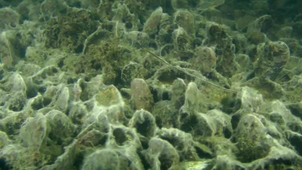 Mantar hif ile büyümüş midye konumu — Stok video