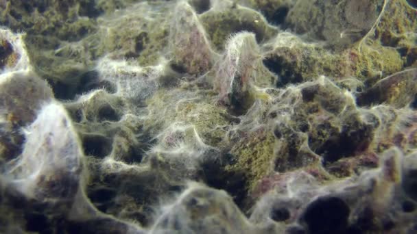 Musslan var bevuxen med svampen hyfer — Stockvideo