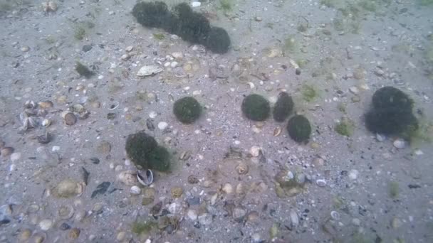 Formación de bolas de algas verdes Cladophora . — Vídeos de Stock