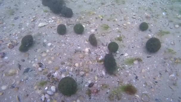 Formación de bolas de algas verdes Cladophora . — Vídeos de Stock
