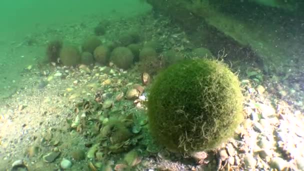 Formación de bolas de algas verdes Cladophora . — Vídeo de stock