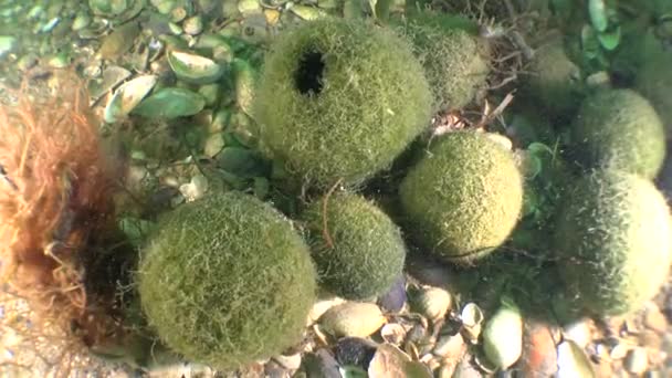 Formação de bolas de algas verdes Cladophora . — Vídeo de Stock