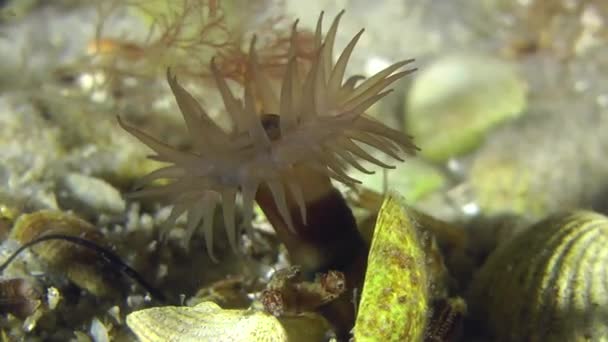 Sea anemone in underwater stream current. — Stock Video