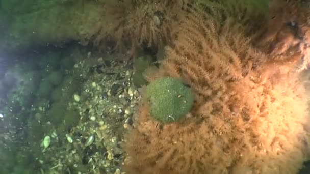 Vorming van ballen groene algen Cladophora. — Stockvideo