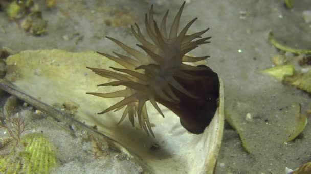 Sea anemone fluctuates in stream of underwater current. — Stock Video