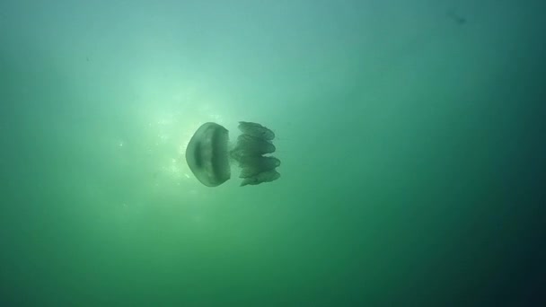 Medusas de barril (Rhizostoma pulmo ). — Vídeos de Stock