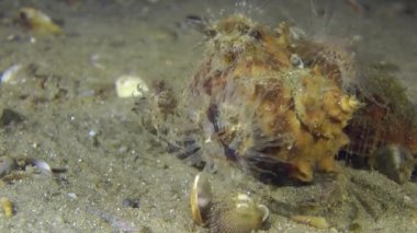 Birkaç deniz anemon damarlı Rapa salyangozu kabuk.