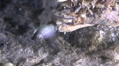 Hortum gastropod damarlı Rapa salyangozu.