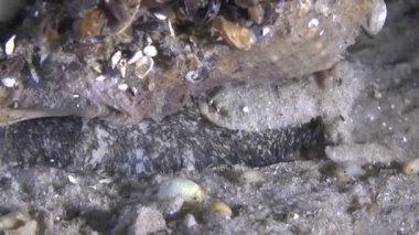 Rapa salyangozu damarlı wavelike bacak hareketi.