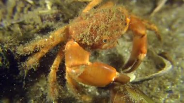 Kıllı Yengeç (Pilumnus hirtellus).